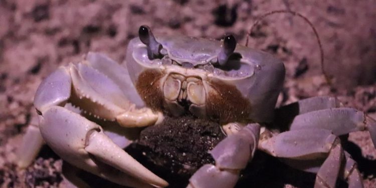 Invitan a cancunenses a cuidar del cangrejo azul