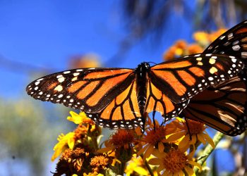 Llegan las Mariposas Monarca sus lugares de descanso e hibernación en los bosques de Edomex y Michoacán