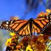 Llegan las Mariposas Monarca sus lugares de descanso e hibernación en los bosques de Edomex y Michoacán