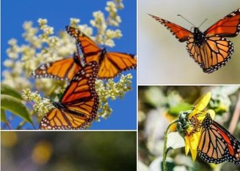Captan fotógrafos de Saltillo paso de Mariposa Monarca por la ciudad