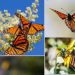 Captan fotógrafos de Saltillo paso de Mariposa Monarca por la ciudad