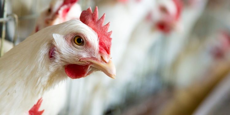 Influeza Aviar AH5N1 ya se extendio en 9 estados de la República Mexicana