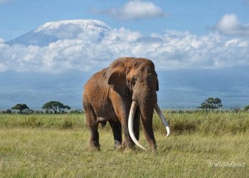 Muere la elefanta Dida vivía en el gran parque nacional Tsavo East en Kenia