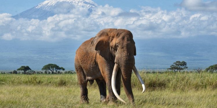 Muere la elefanta Dida vivía en el gran parque nacional Tsavo East en Kenia