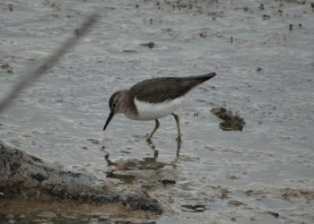 La FPMC registró 39 especies de aves durante un monitoreo en el Parque Ecoturístico Punta Sur