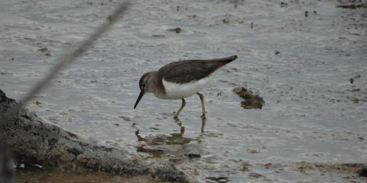 La FPMC registró 39 especies de aves durante un monitoreo en el Parque Ecoturístico Punta Sur