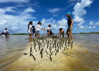 Los integrantes del grupo “Chipes Mangleros de Cozumel” sembraron propágulos de mangle en Punta Sur