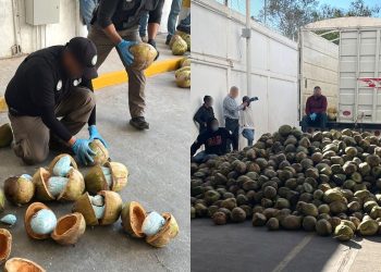FGR decomisa cerca de 300 kilos de fentanilo dentro de cocos en frontera de México-EU