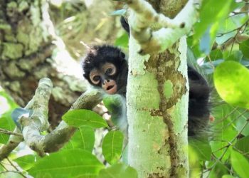 Más de 200 rescates de fauna silvestre en la zona urbana de Playa del Carmen