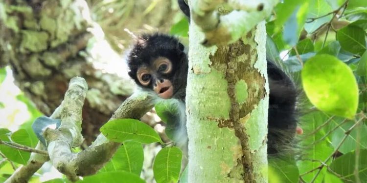 Más de 200 rescates de fauna silvestre en la zona urbana de Playa del Carmen