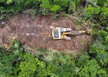 Detienen actos de tala y desmonte de selva en todo el Tramo 5 del Tren Maya