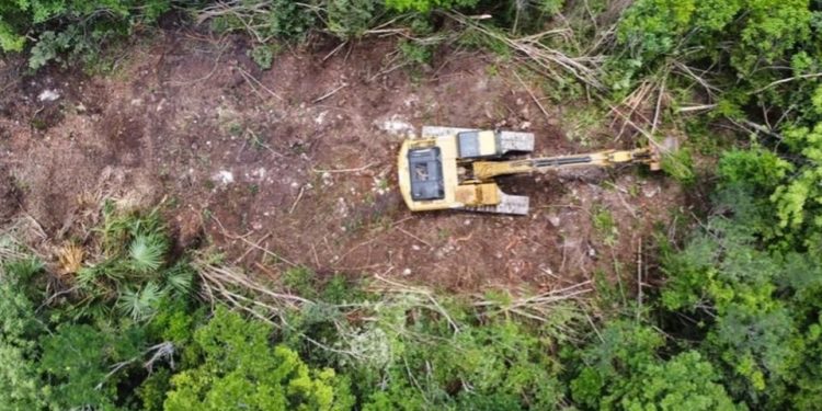Detienen actos de tala y desmonte de selva en todo el Tramo 5 del Tren Maya