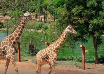Los zoológicos de Mérida están en negociaciones para traer nuevas especies