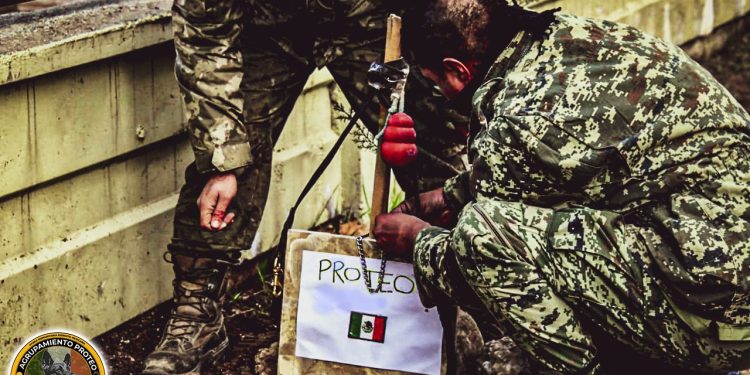 Trasladan los restos de Proteo a México, perro rescatista tras terremoto en Turquía