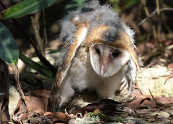 La FPMC rescata y protege a la de fauna en riesgo
