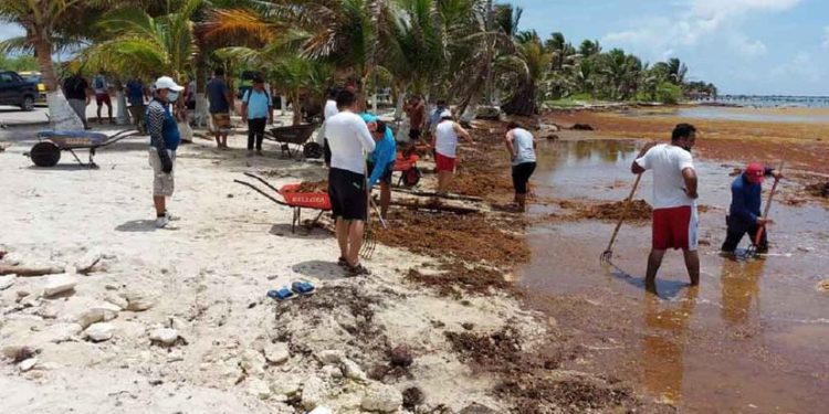 Inician labores de sargazo en Mahahual
