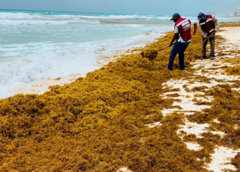 Prevén afectación para el Caribe mexicano por temporada de sargazo