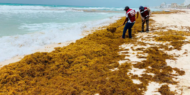 Prevén afectación para el Caribe mexicano por temporada de sargazo