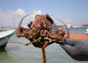 Temporada de langosta 2023 superan las 600 toneladas para el sector pesquero en Yucatán