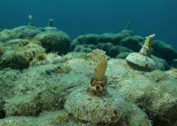 A través de la biotecnología se realiza por primera vez un programa de restauración en el arrecife Punta Sur