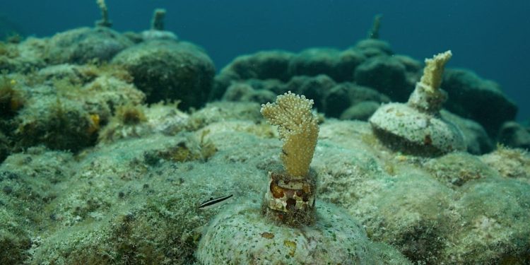 A través de la biotecnología se realiza por primera vez un programa de restauración en el arrecife Punta Sur