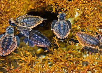 Sargazo en playas de Quintana Roo representa gran riesgo para la tortugas