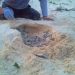 Registran los primeros nidos de tortugas en el campamento de Punta Sur