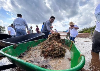 Realizan jornada Todos contra el Sargazo en Mahahual