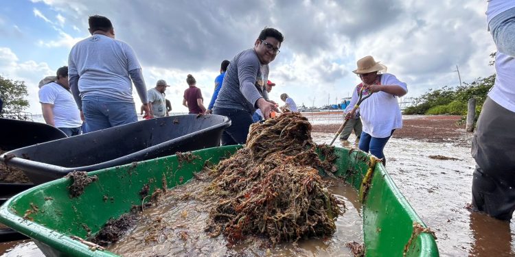 Realizan jornada Todos contra el Sargazo en Mahahual