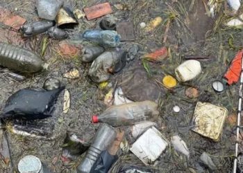 Diversos tipos de peces están contaminados con microplásticos en Yucatán