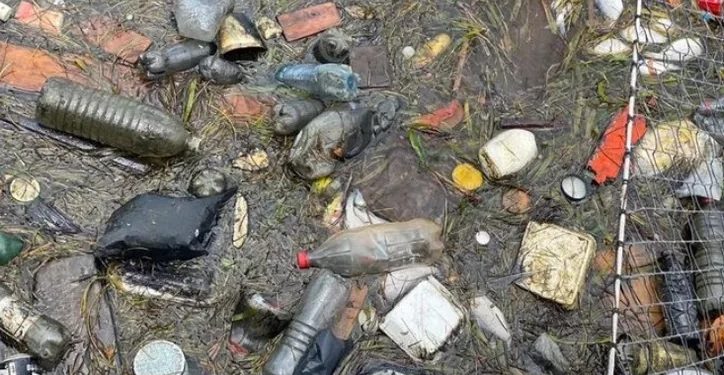 Diversos tipos de peces están contaminados con microplásticos en Yucatán