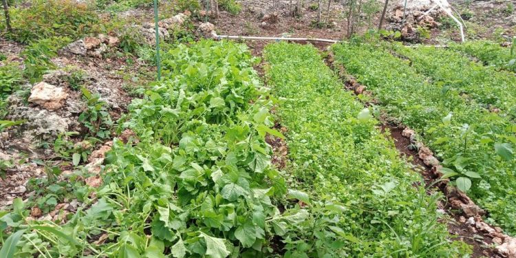 Convoca SEBIEN y U Belilek a mujeres quintanarroenses formar parte de Huertos del Bienestar