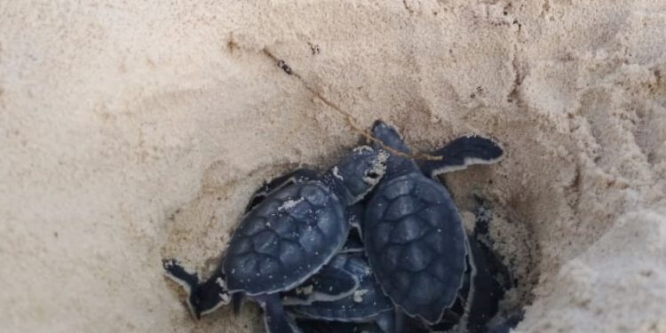 La FPMC registra el nacimiento de las primeras 570 tortugas de la temporada