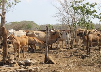 La sequía en Yucatán preocupa a ganaderos en Tizimín