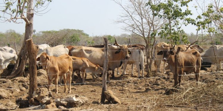La sequía en Yucatán preocupa a ganaderos en Tizimín