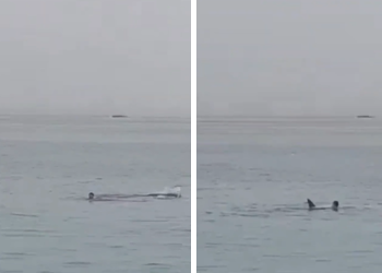 Turista es devorado por un tiburón en Egipto ante la presencia de testigos que los llenó de miedo