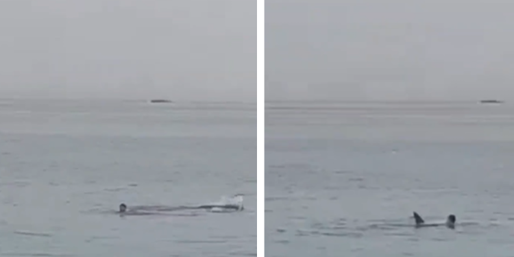 Turista es devorado por un tiburón en Egipto ante la presencia de testigos que los llenó de miedo