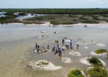 Jóvenes por la Conservación aprenden a restaurar el ecosistema del manglar