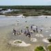 Jóvenes por la Conservación aprenden a restaurar el ecosistema del manglar