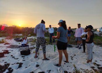 La Fundación de Parques y Museos de Cozumel registra 202 nidos de tortuga marina en Punta