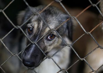 Exigen elevar sanciones para acabar con casos de maltrato animal