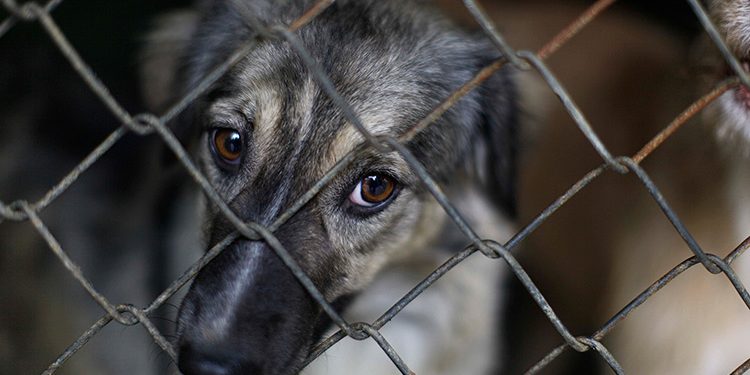 Exigen elevar sanciones para acabar con casos de maltrato animal