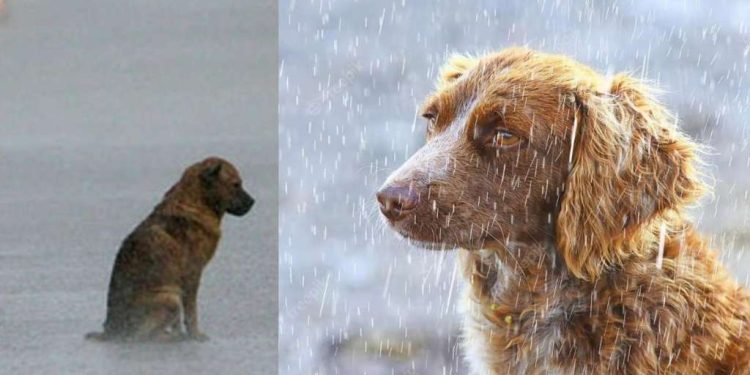 Multas por dejar a las mascotas bajo la lluvia