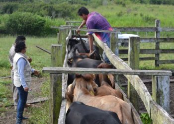 Sequías provoca el abandono de ganaderos en Belice y se suman en agricultura