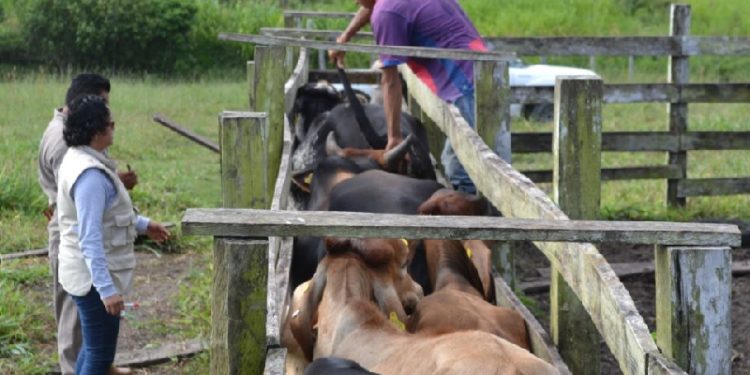 Sequías provoca el abandono de ganaderos en Belice y se suman en agricultura