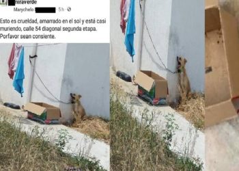 Acto de crueldad: dejan a un perro amarrado en pleno sol y muere por deshidratación en Yucatán