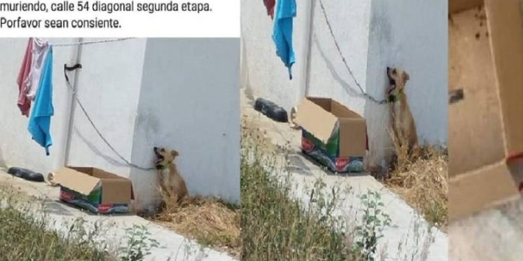 Acto de crueldad: dejan a un perro amarrado en pleno sol y muere por deshidratación en Yucatán