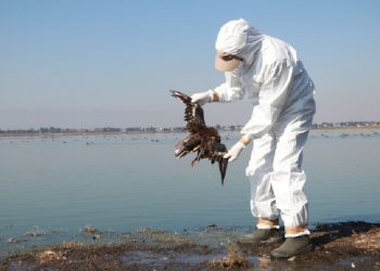 Alarmante: cientos de aves muertas aparecieron en el Pacífico Mexicano