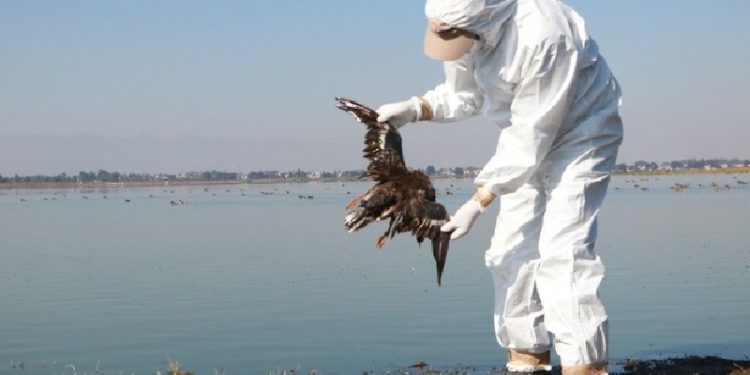 Alarmante: cientos de aves muertas aparecieron en el Pacífico Mexicano