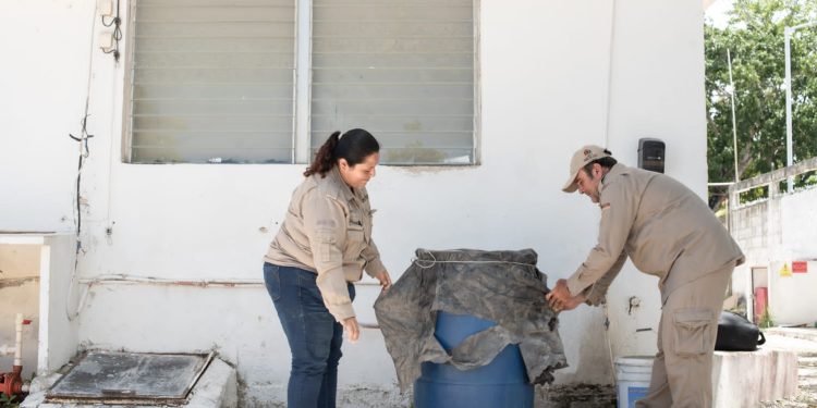 Eliminación de criaderos de mosco principal acción contra el dengue: SESA